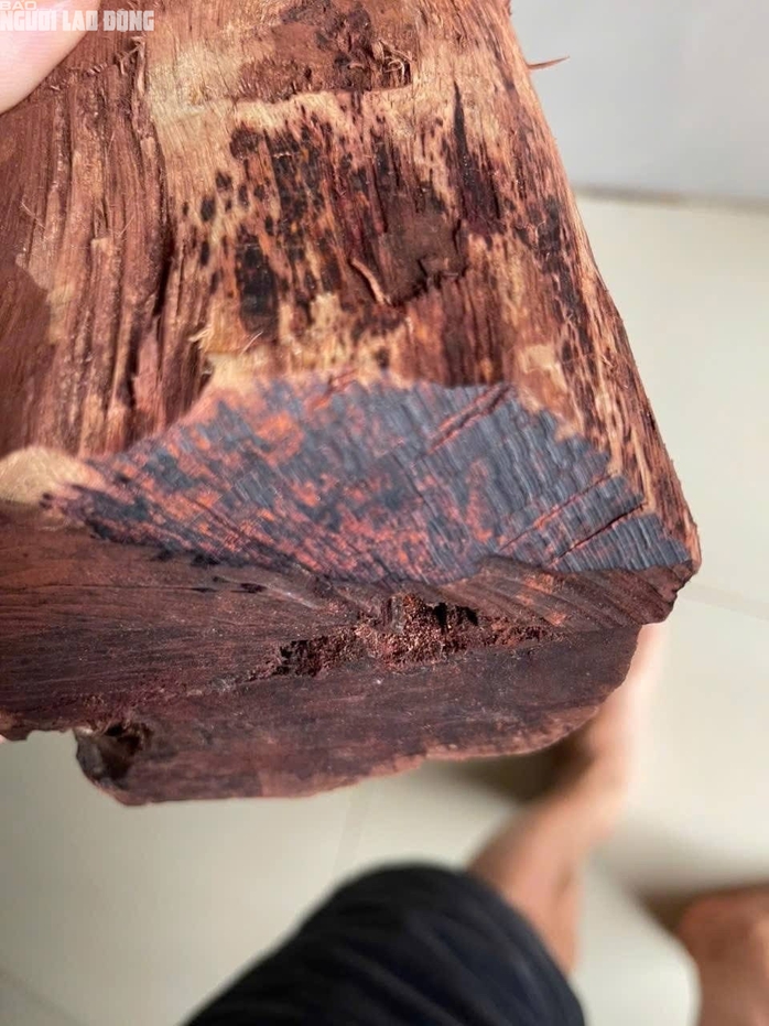 Gỗ mán đỉa Quảng Trị: Cơn sốt giá cao và nguy cơ xâm hại rừng tự nhiên - Ảnh 3. Gỗ mán đỉa Quảng Trị: Cơn sốt giá cao và nguy cơ xâm hại rừng tự nhiên - Ảnh 3.