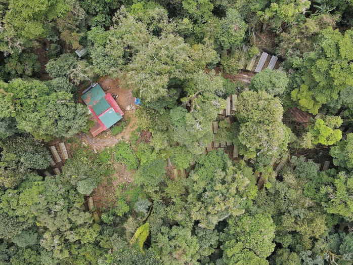 Sâm Ngọc Linh "chìa khóa" thoát nghèo cho người Xơ Đăng - Ảnh 1.