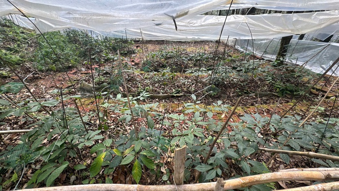 Sâm Ngọc Linh "chìa khóa" thoát nghèo cho người Xơ Đăng - Ảnh 4.