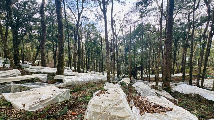 Sâm Ngọc Linh "chìa khóa" thoát nghèo cho người Xơ Đăng - Ảnh 2.