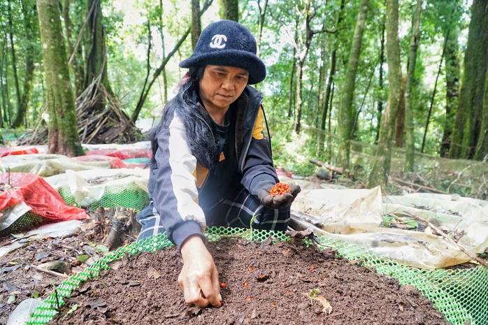 Sâm Ngọc Linh "chìa khóa" thoát nghèo cho người Xơ Đăng - Ảnh 3.