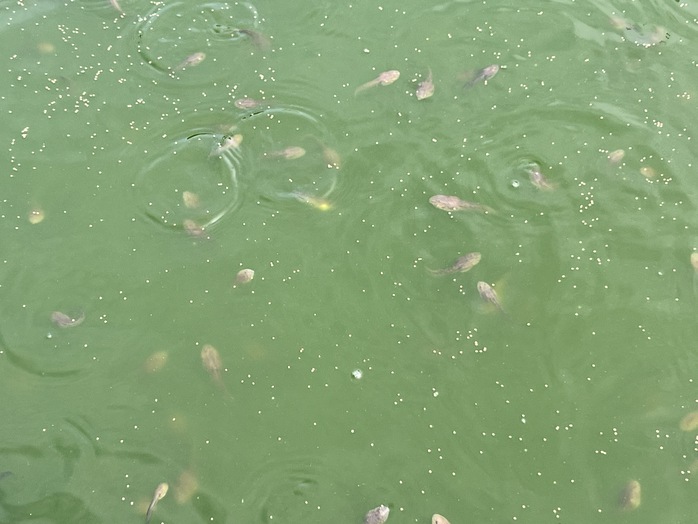 Người phụ nữ Khmer vượt khó nuôi 2 con ăn học từ mô hình kinh tế kép - Ảnh 3.