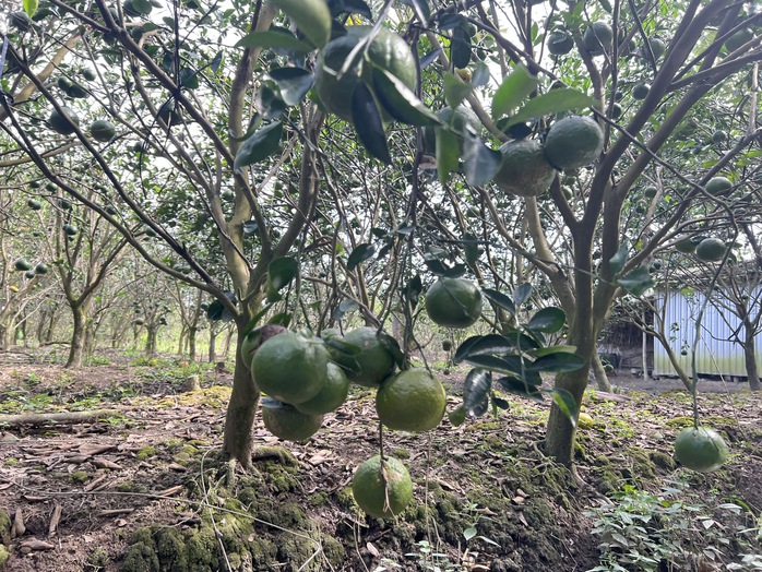 Người phụ nữ Khmer vượt khó nuôi 2 con ăn học từ mô hình kinh tế kép - Ảnh 5.