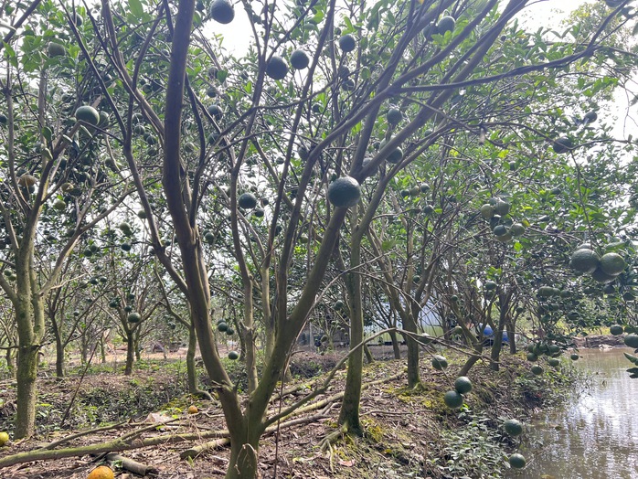 Người phụ nữ Khmer vượt khó nuôi 2 con ăn học từ mô hình kinh tế kép - Ảnh 4.