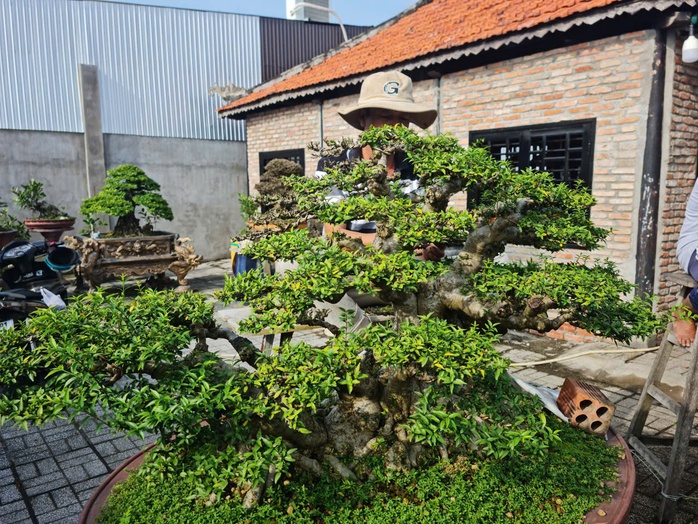 CLIP: “Choáng” với vườn mai chiếu thủy tiền tỉ của đại gia cà phê ở An Giang - Ảnh 6.