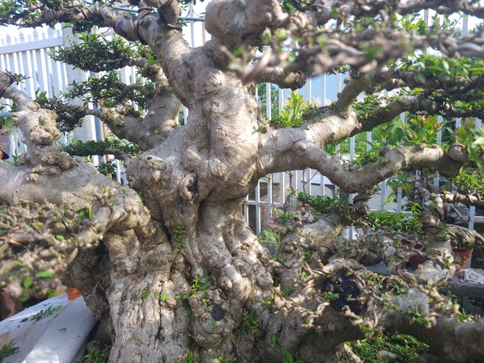 CLIP: “Choáng” với vườn mai chiếu thủy tiền tỉ của đại gia cà phê ở An Giang - Ảnh 1.