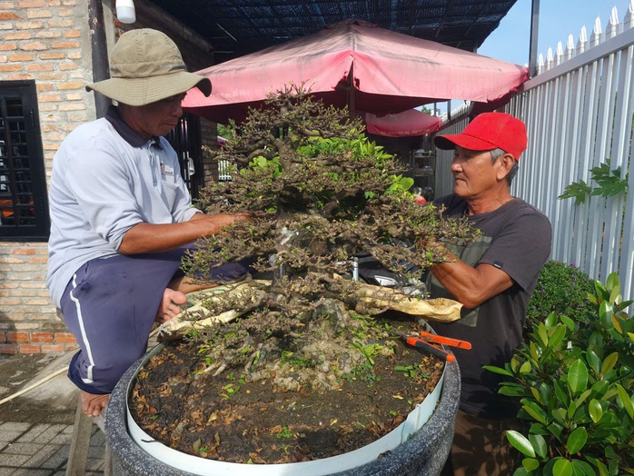 CLIP: “Choáng” với vườn mai chiếu thủy tiền tỉ của đại gia cà phê ở An Giang - Ảnh 5.