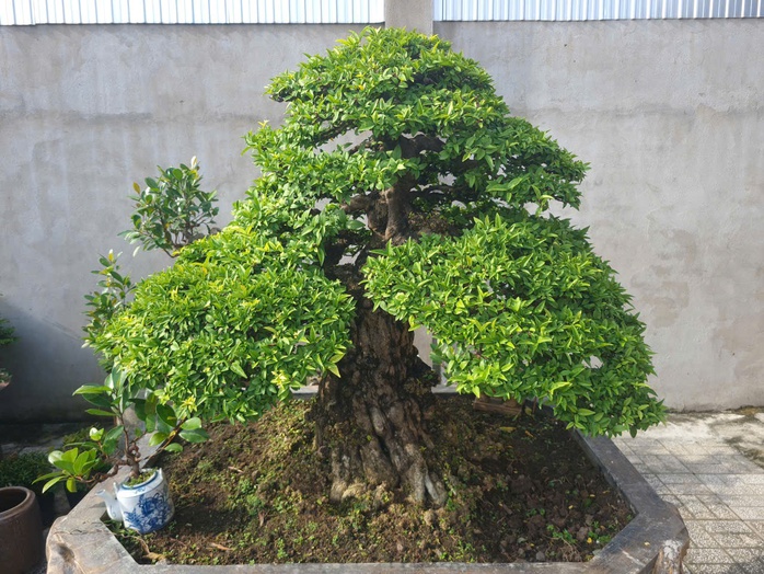 CLIP: “Choáng” với vườn mai chiếu thủy tiền tỉ của đại gia cà phê ở An Giang - Ảnh 3.