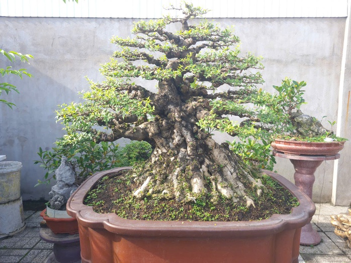 CLIP: “Choáng” với vườn mai chiếu thủy tiền tỉ của đại gia cà phê ở An Giang - Ảnh 4.