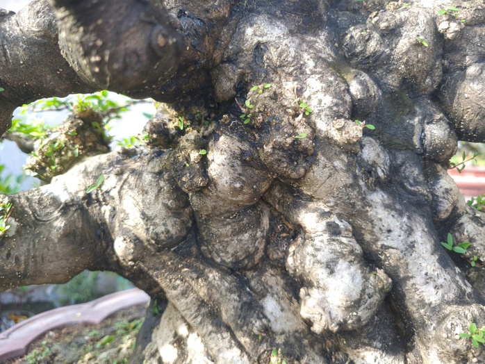 CLIP: “Choáng” với vườn mai chiếu thủy tiền tỉ của đại gia cà phê ở An Giang - Ảnh 2.