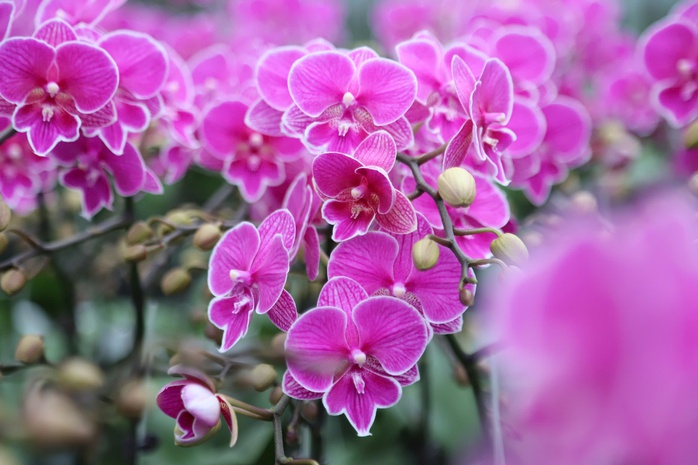 Học nghề ven biển ở Hà Tĩnh: Từ mô hình trồng lan trên vùng cát trắng tới nâng cao nghề truyền thống - Ảnh 1.