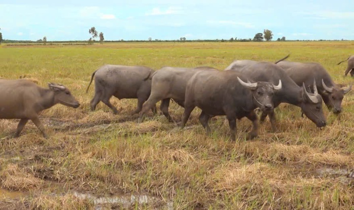 Nghề nuôi trâu sinh sản ở Tây Ninh - Ảnh 4.