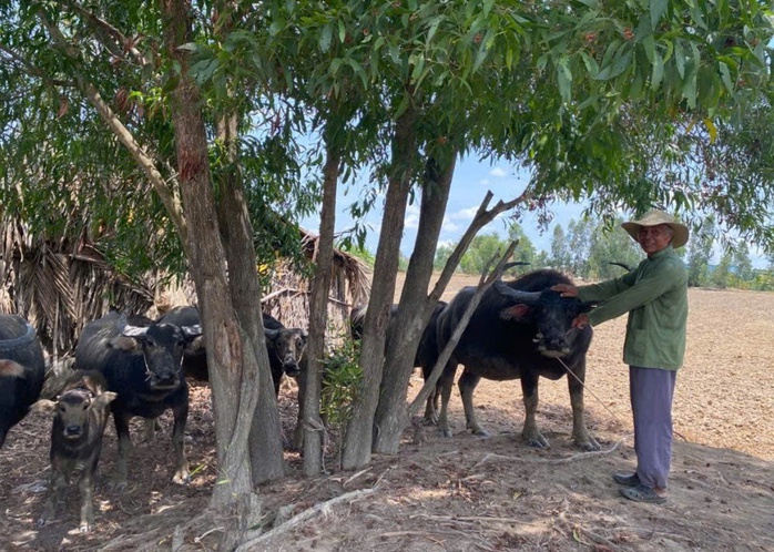 Nghề nuôi trâu sinh sản ở Tây Ninh - Ảnh 1.