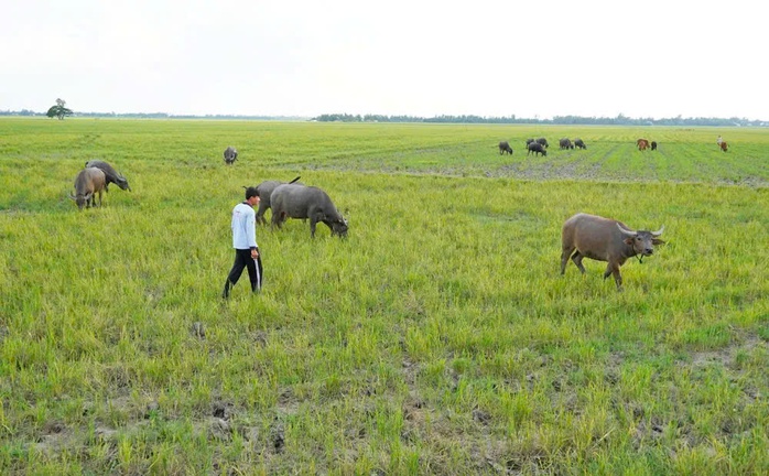 Nghề nuôi trâu sinh sản ở Tây Ninh - Ảnh 3.