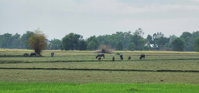 Nghề nuôi trâu sinh sản ở Tây Ninh - Ảnh 2.