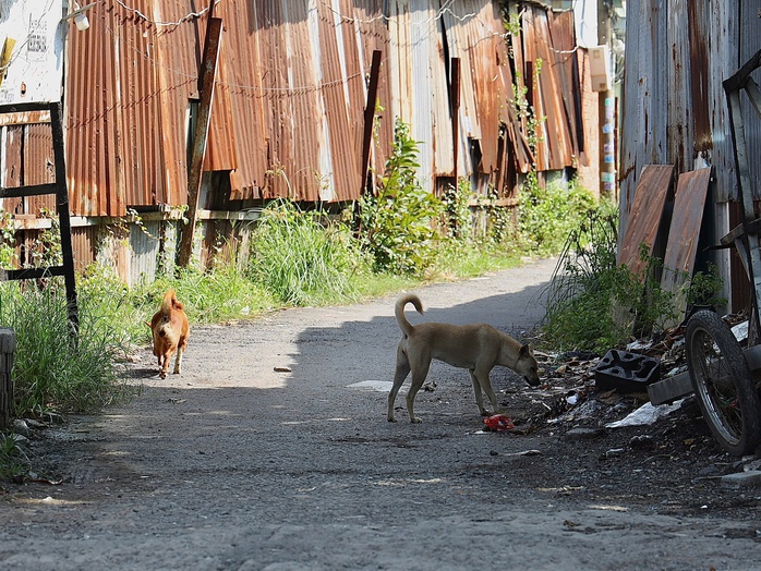 - Ảnh 4. - Ảnh 4.