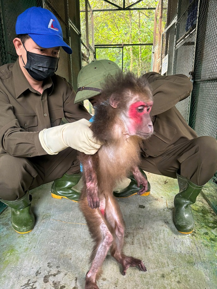 Hai cá thể khỉ qúy hiếm xuất hiện tại khu dân cư Quảng Trị - Ảnh 2. Hai cá thể khỉ qúy hiếm xuất hiện tại khu dân cư Quảng Trị - Ảnh 2.