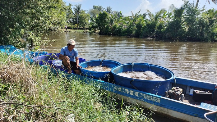 VIDEO: Nông dân miền Tây quậy bùn vần công bắt tôm càng xanh - Ảnh 12.