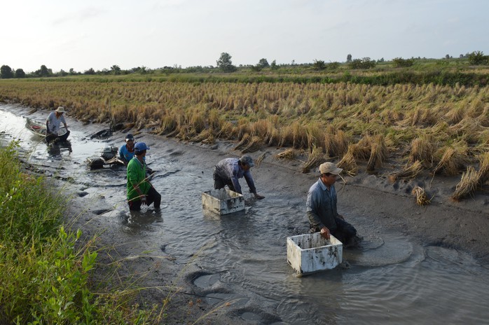 VIDEO: Nông dân miền Tây quậy bùn vần công bắt tôm càng xanh - Ảnh 6.