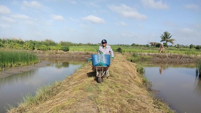 VIDEO: Nông dân miền Tây quậy bùn vần công bắt tôm càng xanh - Ảnh 7.