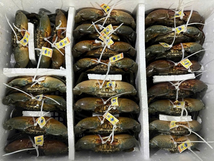 Xã nào của Cà Mau được quy hoạch nuôi cua xuất khẩu chính ngạch sang Trung Quốc? - Ảnh 1.