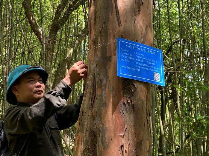 Gắn mã QR cho cây trội trong rừng đặc dụng - Ảnh 1.