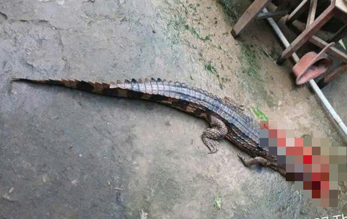 Vụ c&aacute; sấu cắn thầy gi&aacute;o ở T&acirc;y Ninh v&agrave; &aacute;n Phạt 315 triệu đồng cho người nu&ocirc;i - Ảnh 1.