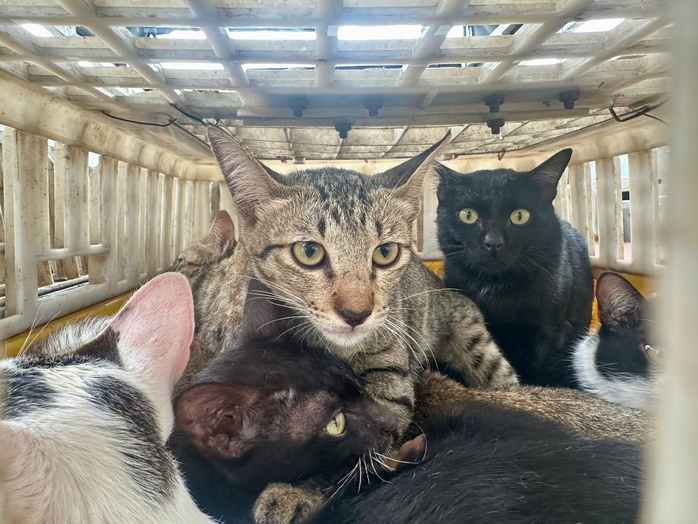 Diễn biến mới vụ kho chứa mèo không rõ nguồn gốc ở Đồng Tháp - Ảnh 2. Diễn biến mới vụ kho chứa mèo không rõ nguồn gốc ở Đồng Tháp - Ảnh 2.