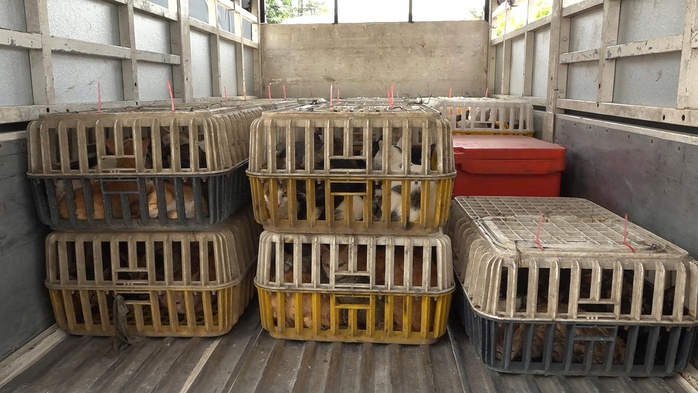 Diễn biến mới vụ kho chứa mèo không rõ nguồn gốc ở Đồng Tháp - Ảnh 4. Diễn biến mới vụ kho chứa mèo không rõ nguồn gốc ở Đồng Tháp - Ảnh 4.