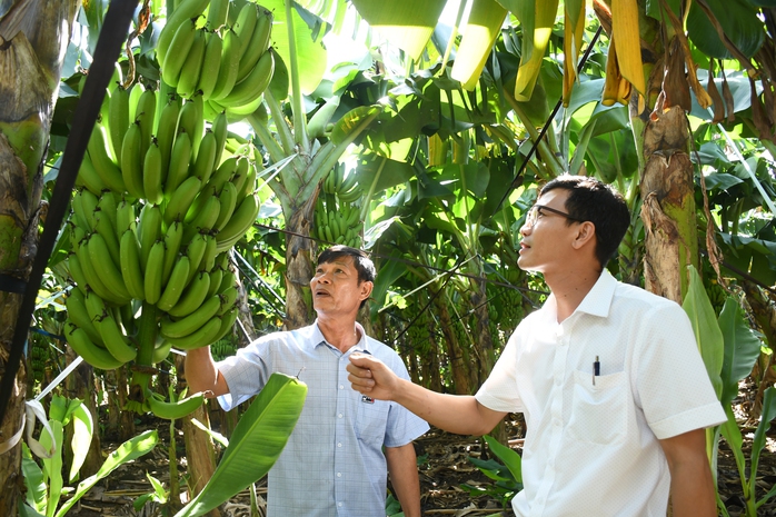 Hợp t&aacute;c x&atilde; Thanh B&igrave;nh đưa chuối Việt vươn xa ra thị trường quốc tế - Ảnh 1.