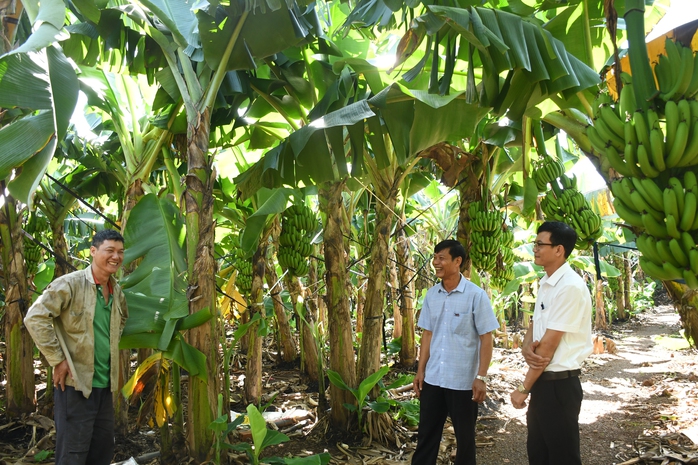 Hợp t&aacute;c x&atilde; Thanh B&igrave;nh đưa chuối Việt vươn xa ra thị trường quốc tế - Ảnh 3.