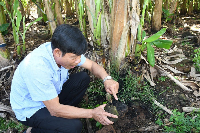 M&ocirc; h&igrave;nh Hợp t&aacute;c x&atilde; đưa c&acirc;y chuối Việt vươn xa - Ảnh 1.