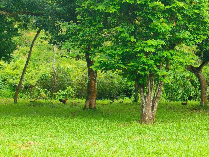 Bẫy ảnh gi&aacute;m s&aacute;t đa dạng sinh học tại Mỹ Sơn - Ảnh 4.