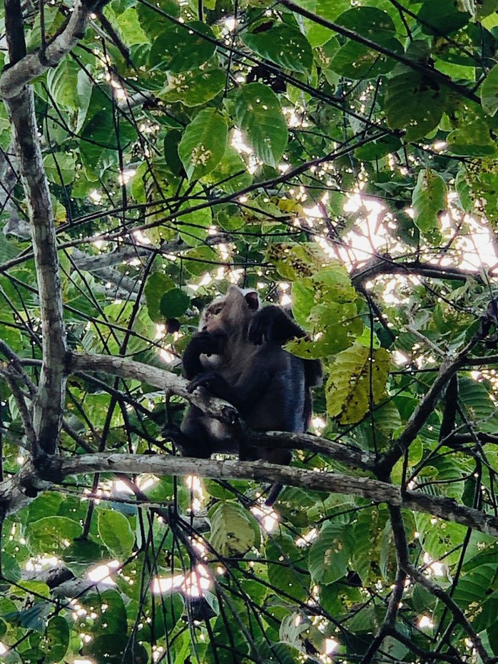 Bẫy ảnh gi&aacute;m s&aacute;t đa dạng sinh học tại Mỹ Sơn - Ảnh 5.