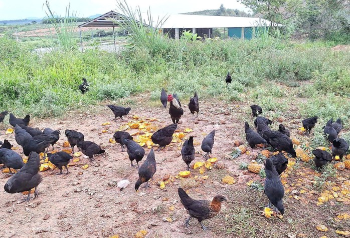 Tho&aacute;t ngh&egrave;o từ m&ocirc; h&igrave;nh nu&ocirc;i g&agrave; an to&agrave;n sinh học - Ảnh 2.