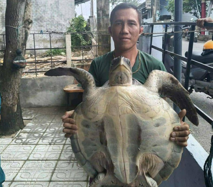 Tái thả đồi mồi dứa qúy hiếm tại Đà Nẵng: Bảo vệ rùa biển nguy cấp - Ảnh 1.