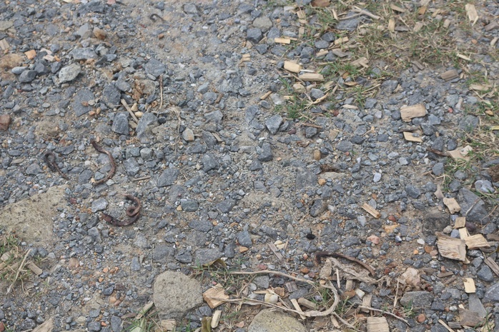 Giun đất "kéo nhau" lên mặt đường rồi chết khô ở Quảng Trị: Chuyện gì đang xảy ra? - Ảnh 2.