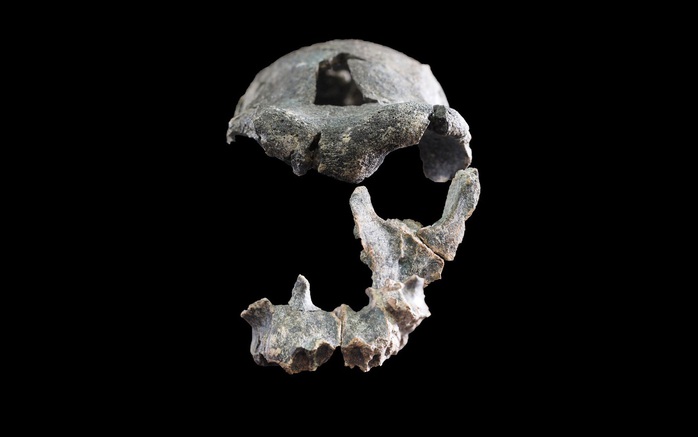 Ph&aacute;t hiện h&agrave;i cốt bất thường của "lo&agrave;i tổ ti&ecirc;n" người hiện đại - Ảnh 1.