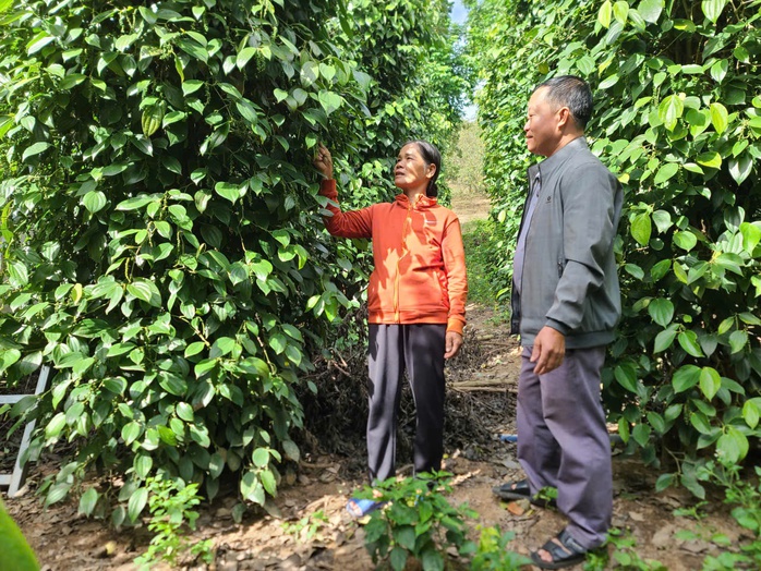 M&ocirc; h&igrave;nh giảm ngh&egrave;o bền vững tại Đắk Lắk: Giải ph&aacute;p cho từng hộ gia đ&igrave;nh - Ảnh 3.