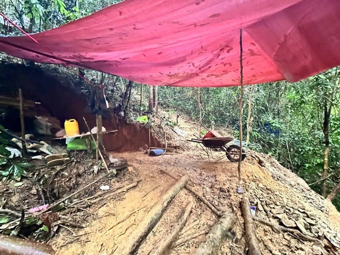 Gi&aacute; v&agrave;ng tăng cao , người d&acirc;n Đ&agrave; Nẵng t&igrave;m vận may trong rừng - Ảnh 2.