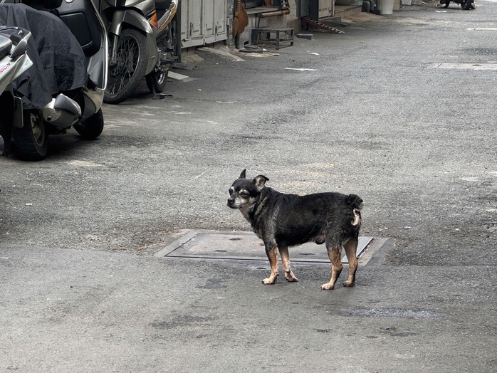 Cấp "căn cước" định danh để gi&aacute;m s&aacute;t vật nu&ocirc;i? - Ảnh 1.