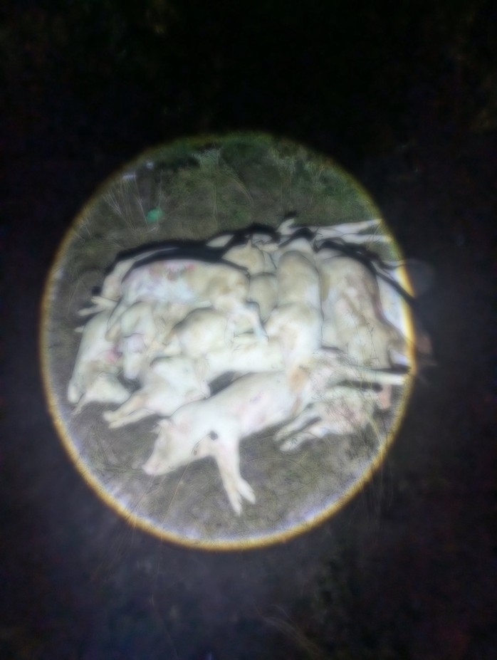 Khởi tố 7 bị can trong vụ đ&agrave;o x&aacute;c heo bệnh b&aacute;n ra thị trường tại kh&aacute;nh h&ograve;a - Ảnh 3.