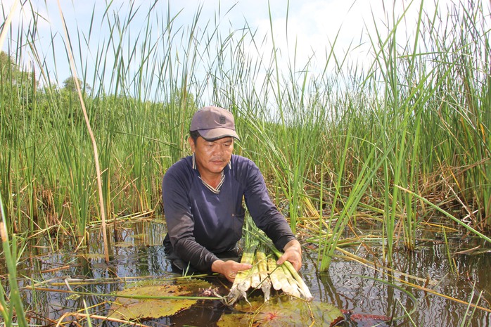 Lo&agrave;i c&acirc;y mọc hoang ở C&agrave; Mau gi&uacute;p người d&acirc;n vươn l&ecirc;n tho&aacute;t ngh&egrave;o v&agrave; c&oacute; thu nhập kh&aacute; - Ảnh 1.