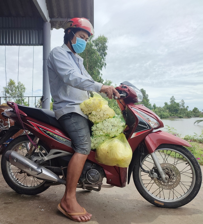 Lo&agrave;i c&acirc;y mọc hoang ở C&agrave; Mau gi&uacute;p người d&acirc;n vươn l&ecirc;n tho&aacute;t ngh&egrave;o v&agrave; c&oacute; thu nhập kh&aacute; - Ảnh 3.