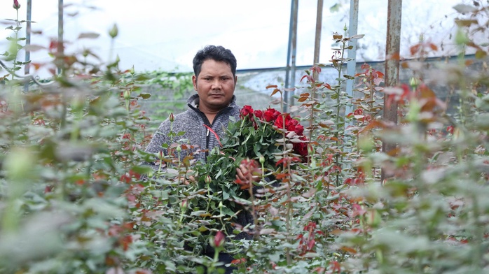 Người đồng b&agrave;o ở ch&acirc;n n&uacute;i Lang Biang tho&aacute;t ngh&egrave;o nhờ c&acirc;y t&igrave;nh y&ecirc;u - Ảnh 2.