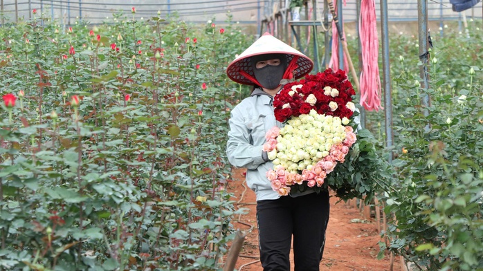 Người đồng b&agrave;o ở ch&acirc;n n&uacute;i Lang Biang tho&aacute;t ngh&egrave;o nhờ c&acirc;y t&igrave;nh y&ecirc;u - Ảnh 3.