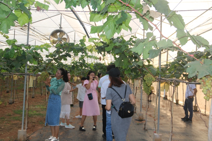 Phủ xanh v&ugrave;ng hoang h&oacute;a, tạo sinh kế bền vững - Ảnh 3.