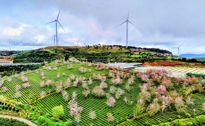 Quang Dũng, diva Hồng Nhung biểu diễn trong Lễ hội Mai anh đ&agrave;o Đ&agrave; Lạt - Ảnh 1.