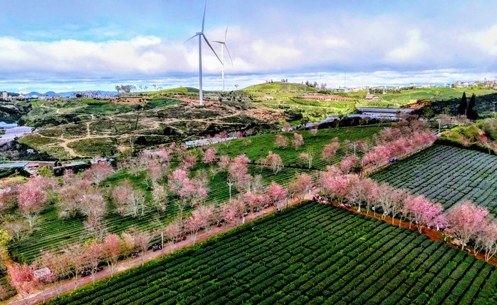 Những địa điểm để du kh&aacute;ch tham gia lễ hội hoa Mai anh đ&agrave;o - Ảnh 3.