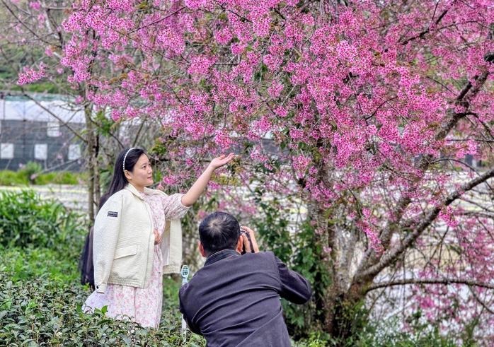 Những địa điểm để du kh&aacute;ch tham gia lễ hội hoa Mai anh đ&agrave;o - Ảnh 1.